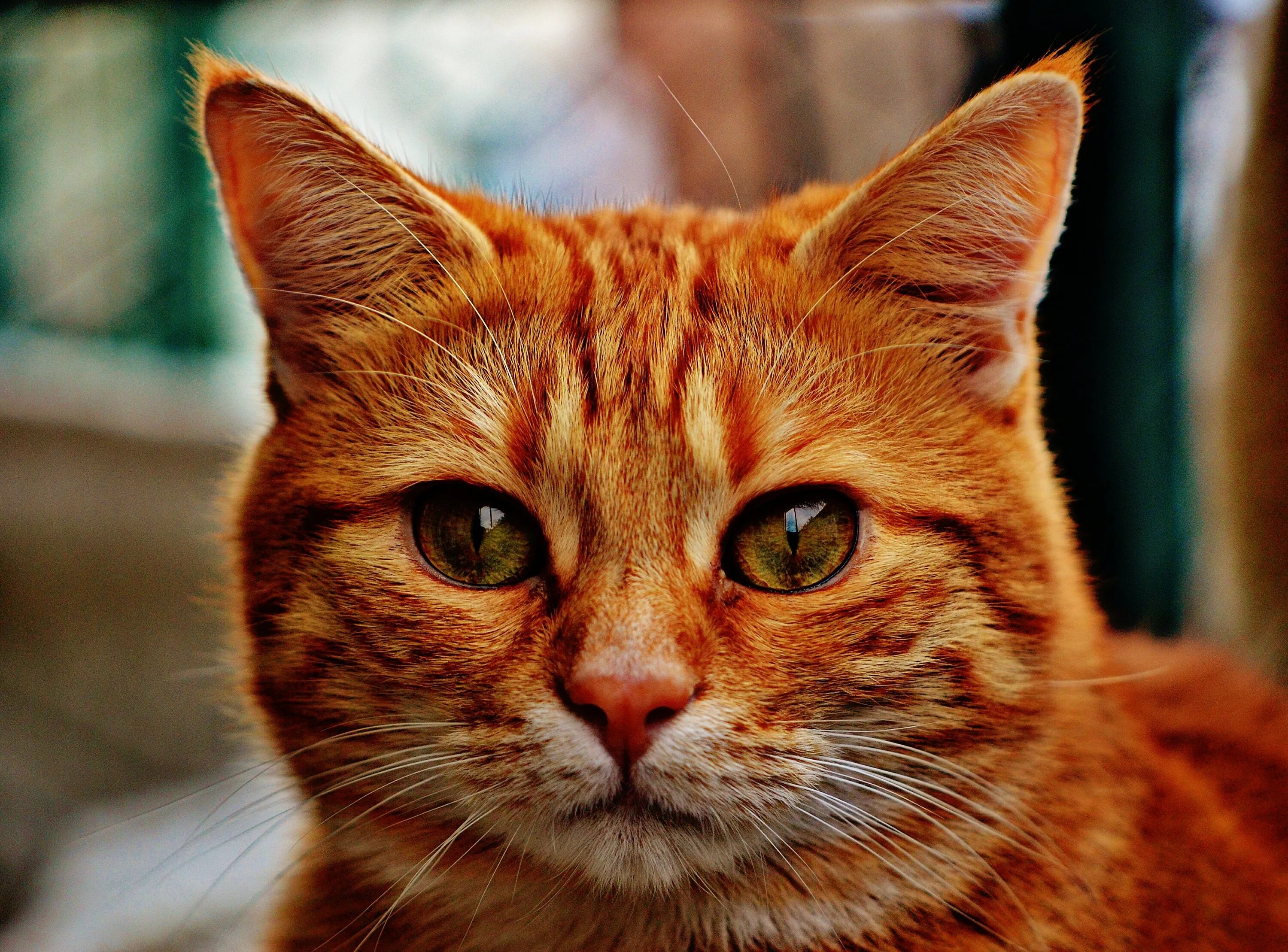 Cats me red. Европейский короткошерстный кот рыжий. Рыжий котик. Морда рыжего кота. Рыжая кошка морда.