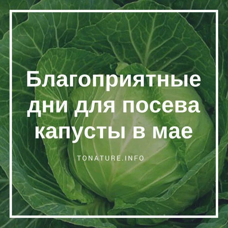 Когда можно сажать капусту на рассаду. Когда садить капусту на рассаду. капуста в грунт. когда сажать капусту. полив капусты в открытом грунте.