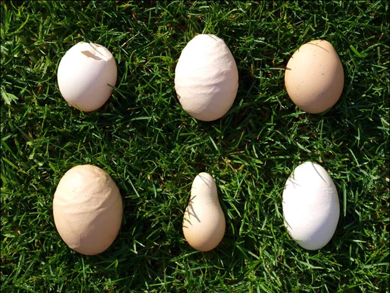 Яйцо. Скорлупа куриного яйца. Маленькие яйца. Разные формы яиц. Почему в яйцах бывает кровь