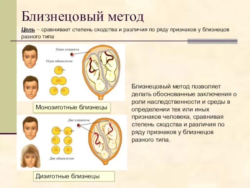 Близнецовый метод изучения генетики человека пример. Методы изучения наследственности близнецовый. Близнецовый метод однояйцевые. Близнецовый метод наследственности человека.