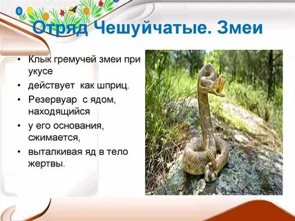 Значение чешуйчатых