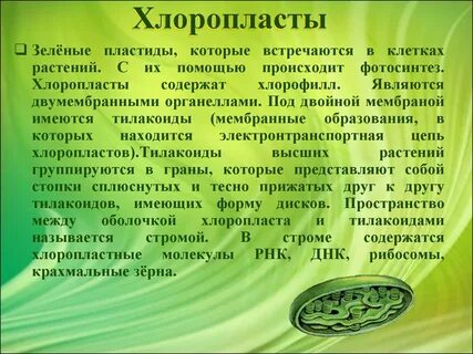 Содержат хлорофилл