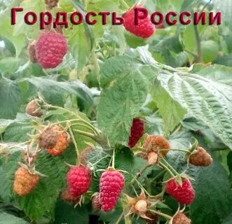 Малина гордость описание сорта фото отзывы