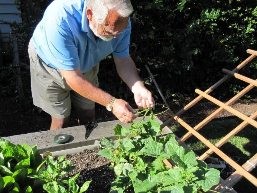 грядки с огурцами в открытом грунте. умные грядки без хлопот. грядки без прополки. грядка мешок. красивые грядки.