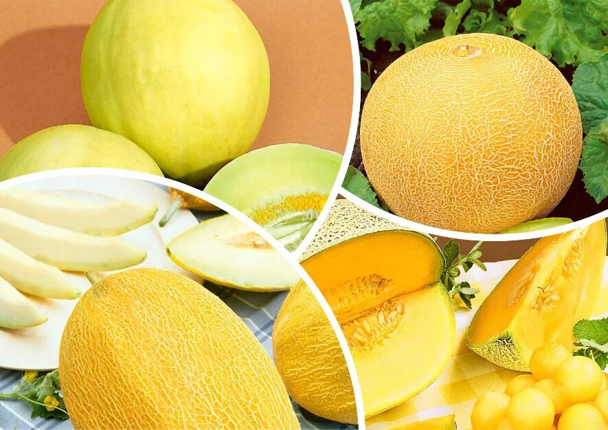 Какие лучшие сорта дыни