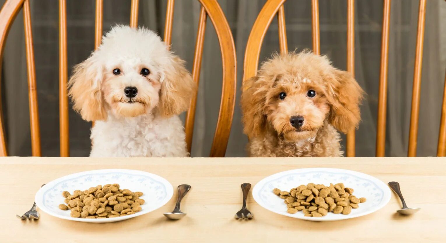Собаки фуд. Собака кушает. Корм для собак. Собака кушает корм. Собака завтракает.