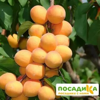 Колоновидные сорта абрикосов