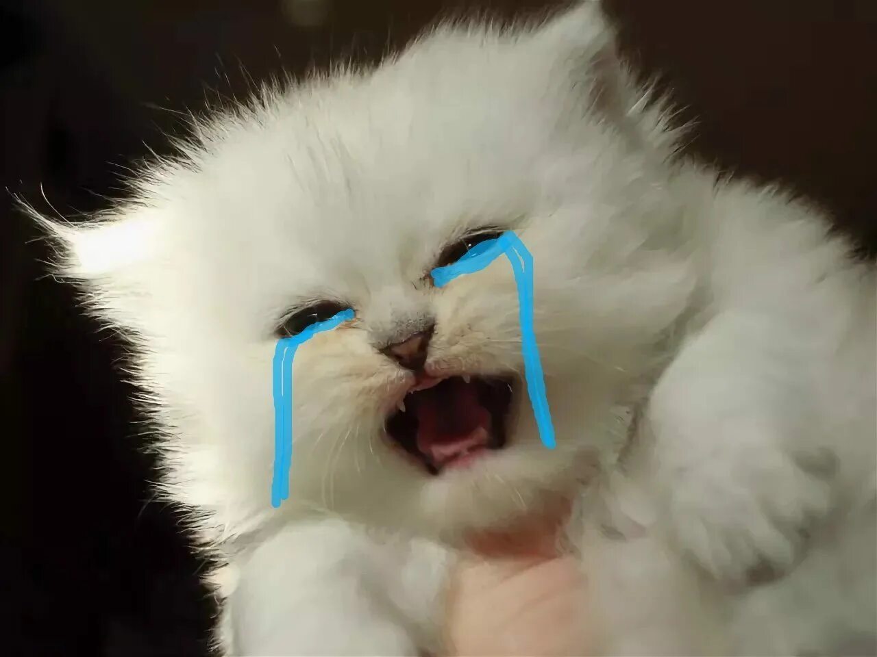 Плач котят. Котенок плачет. Плачущий котенок. Грустный белый кот. Милый Плачущий кот.