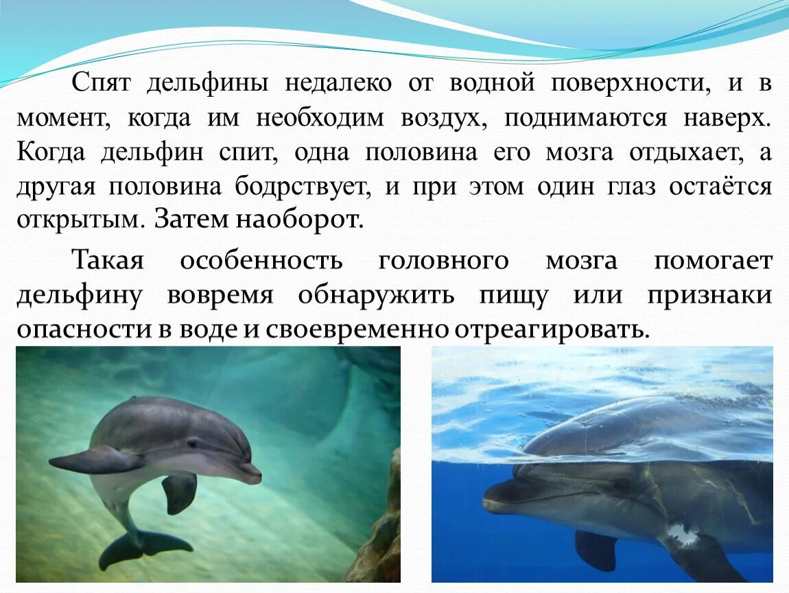 Интересные факты о дельфинах. Факты о дельфине. Интересные сведения о дельфинах для детей. Интересные факты о дельфине. Впр текст про дельфинов