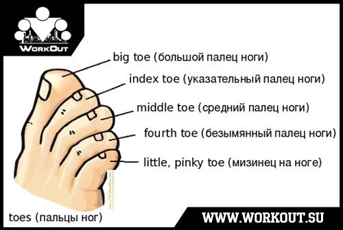 Toes произношение. Название пальцев на ноге. Названияаальцев на ногах. Название пальцев стопы. Названия пальцев на ноге на английском.