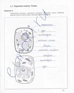 Практическая работа строения растения животные грибы