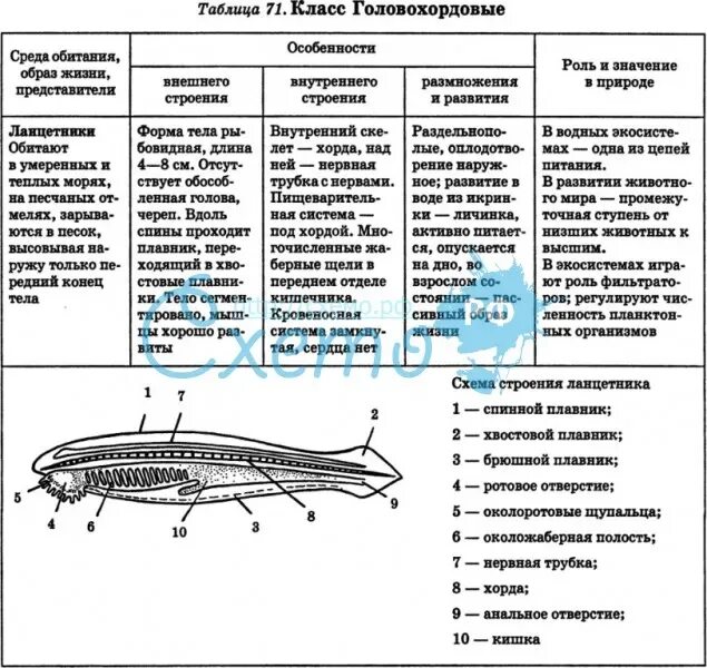 Сравнение ланцетника с рыбой. Система органов ланцетника таблица 7 класс. Строение ланцетника 7 класс биология таблица. Особенности ланцетника таблица. Особенности строения ланцетника таблица.