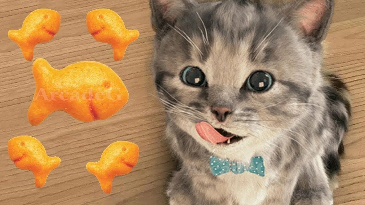 My little kitten. My little kitten