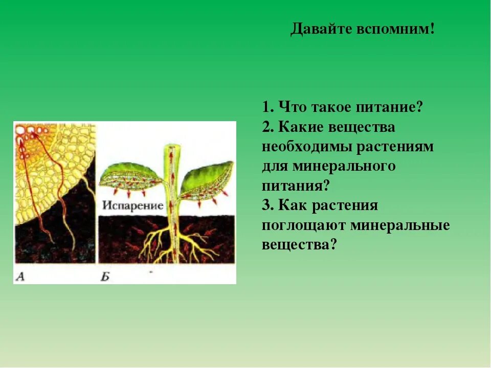 Минеральное питание растений тест по биологии 6. Минеральное питание растений 6кл. Питание растений 6 класс биология. Элементы минерального питания растений. Минеральное питание растений 6 класс биология.