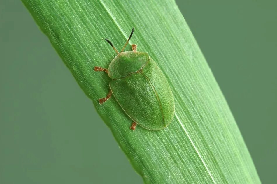 Жук щитоноска. Щитоноска. Жук щитоноска. Щитоноска пижмовая. Жук щитоноска.