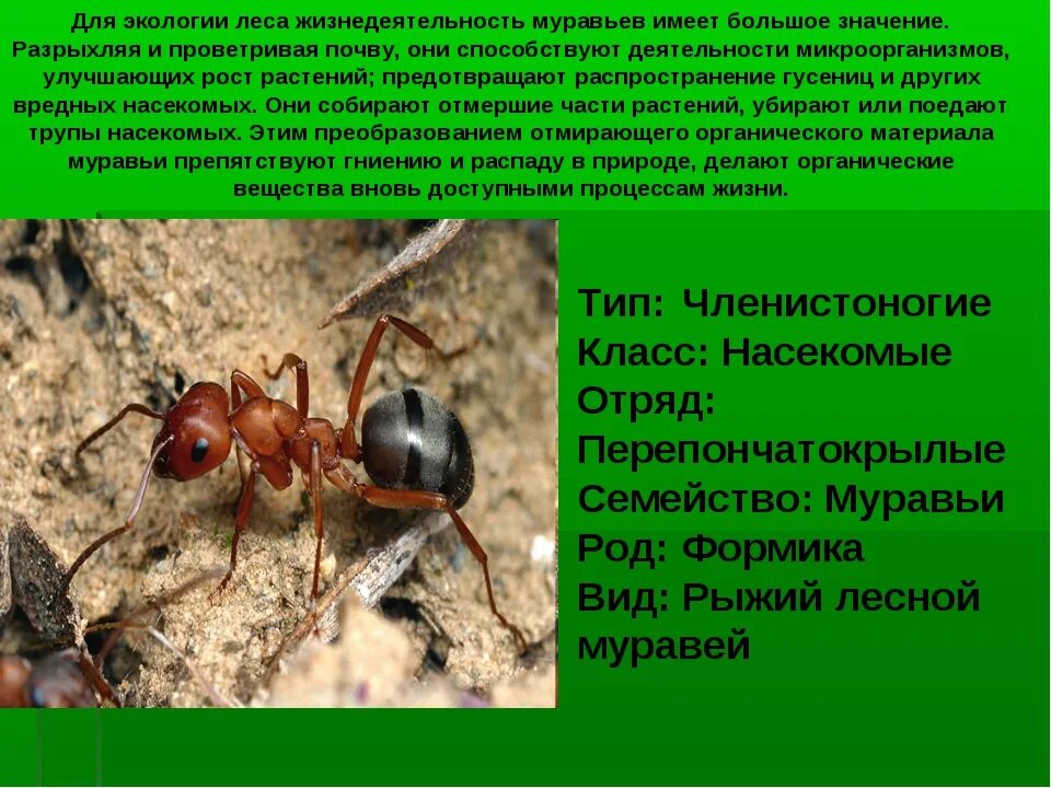 Лесной муравей тип развития. Муравей. Муравьи презентация. Презентация про муравьев. Виды муравьев слайд.