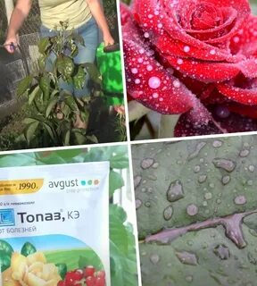 Чем обработать розы от мучнистой росы