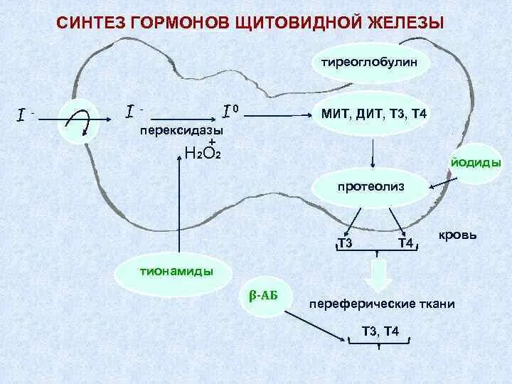 Тироксин ферменты. Биосинтез тиреоидных гормонов схема. Синтез тиреоидных гормонов щитовидной железы схема. Схема синтеза тиреоидных гормонов. Синтез гормонов щитовидной железы схема биохимия.