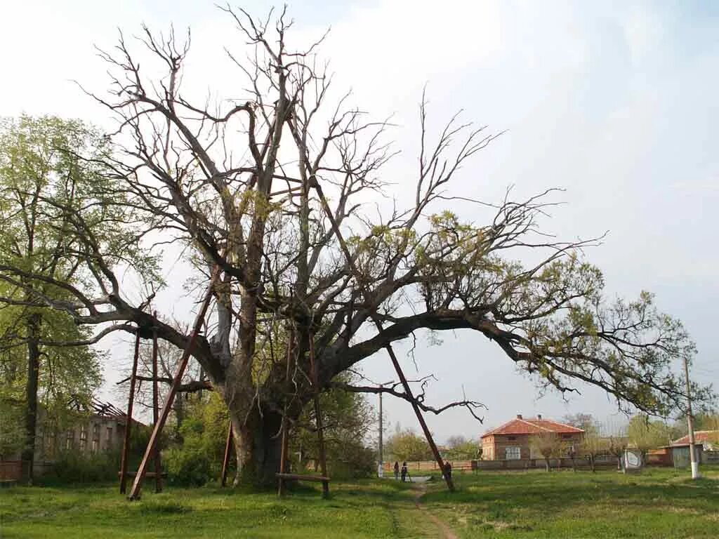 Centuries trees