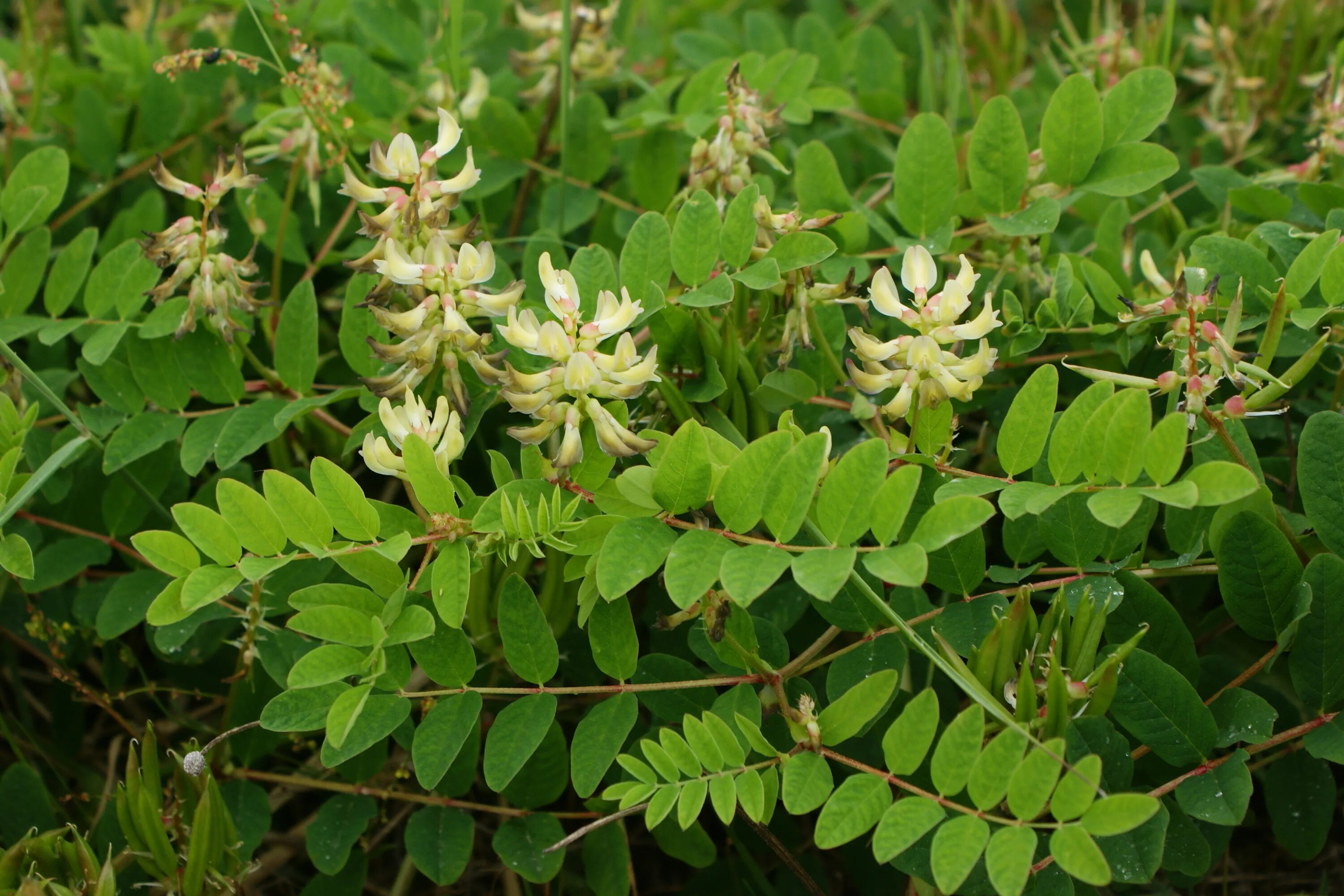 Астрагал солодколистный. Астрагал солодколистный (Astragalus glycyphyllos l.). Астрагал Ольхонский. Астрагал Байкальский. Астрагал семена купить