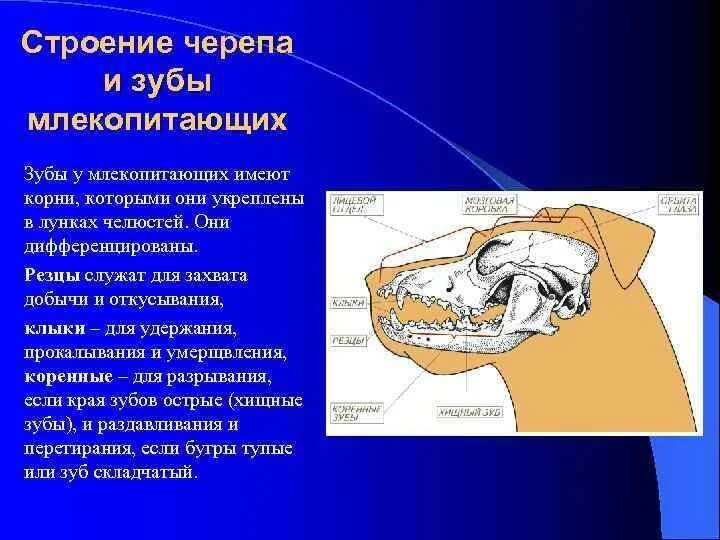 Изучите строение черепа млекопитающего. Зубная система низших млекопитающих. строение зубов млекопитающих биология 7 класс. особенности строения зубов млекопитающих.