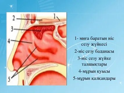 Трубкамен мастурбация жасайды