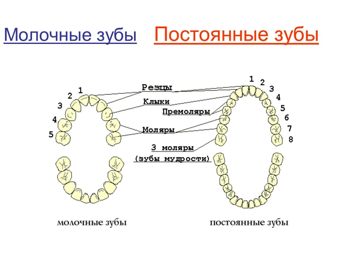 Как отличить зубы. Отличия в строении молочных и постоянных зубов. Анатомия молочный и постоянных зубов. Строение молочного зуба отличие от постоянного. Схема молочных и постоянных зубов.