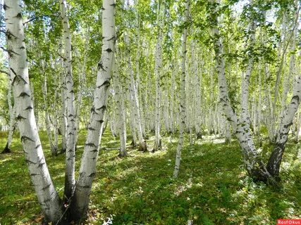 Весенний березовый лес