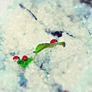 Божья коровка зимой