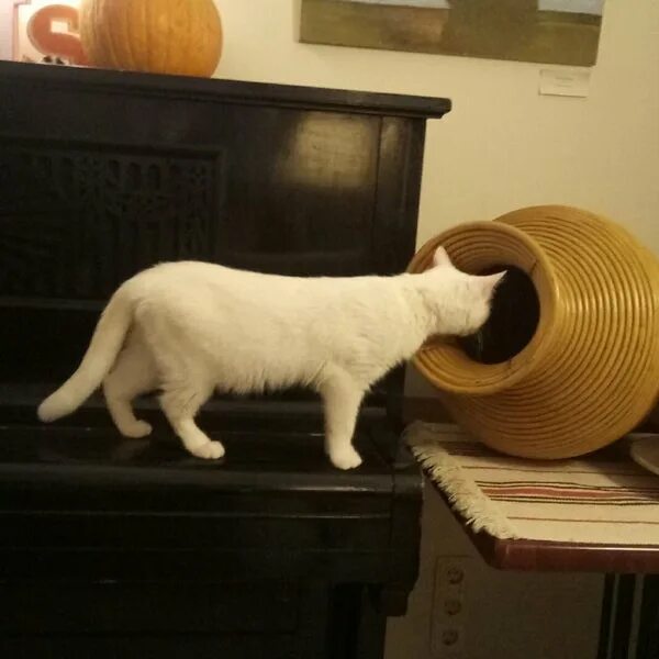 Котокафе котиссимо новая басманная. Котиссимо. котокафе котиссимо москва. кафе котиссимо в москве. москва новая басманная улица 31 котокафе котиссимо.