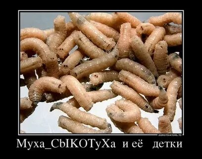 Опарыши к чему снится женщине белые живые
