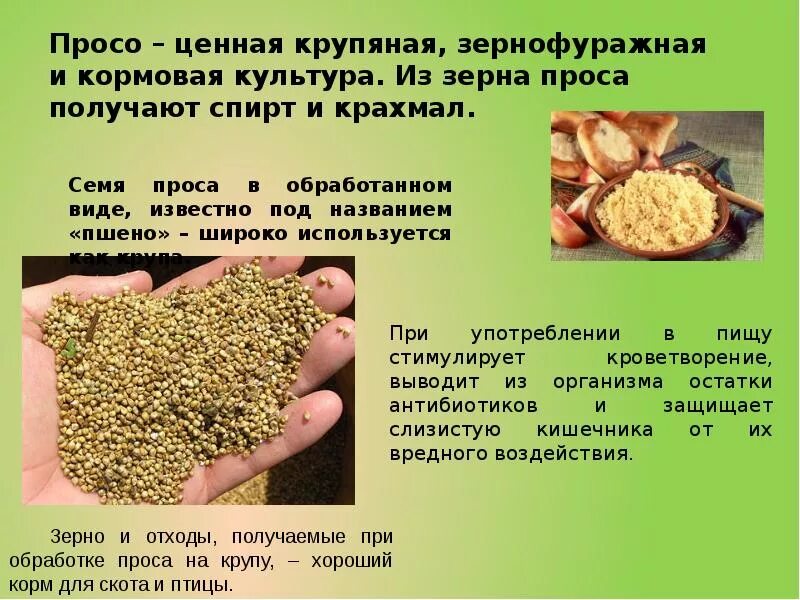 Что делают из просо. Что делают из просо