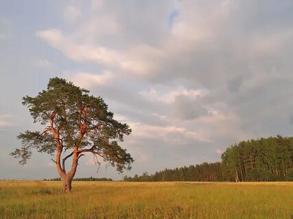 Сосна в поле