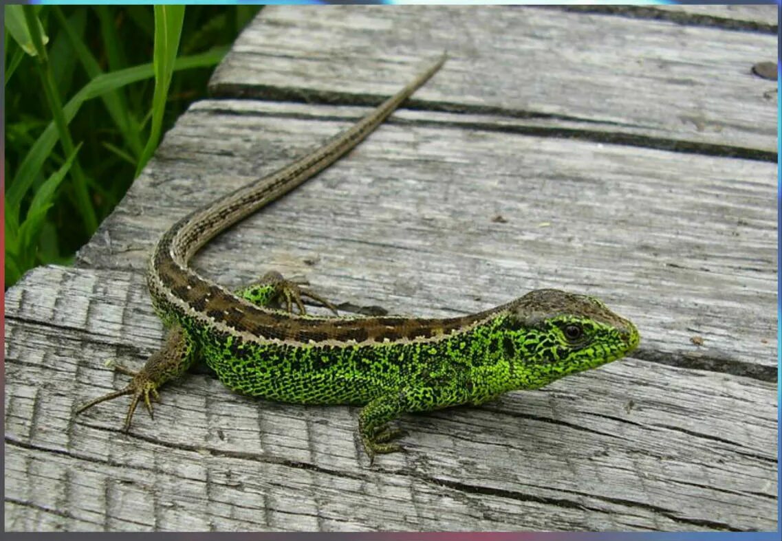 пресмыкающиеся животные. наземные позвоночные пресмыкающиеся. пресмыкающиеся змеи крокодилы. прыткая и живородящая ящерицы. пресмыкающиеся биология 7 класс кратко.