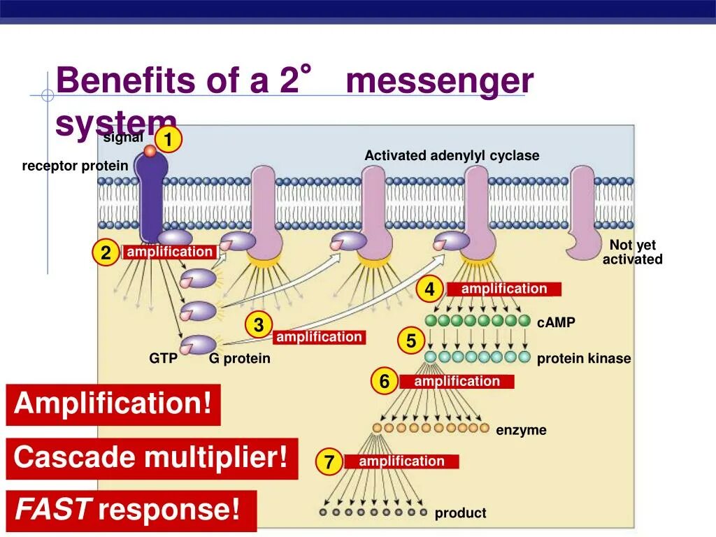 Activate system. Adenylyl cyclase. Adenylyl cyclase of Enzyme activation. Receptor of epinephrine. Protein which activates Signal System Enzyme.