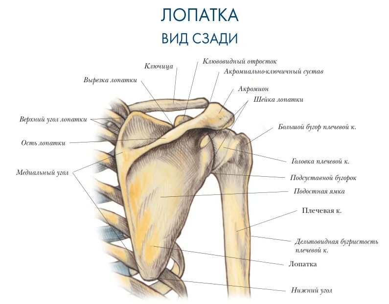 Передний верхний край. Строение лопатки вид спереди. Лопатка анатомия латеральный угол. Строение лопатки вид сбоку.