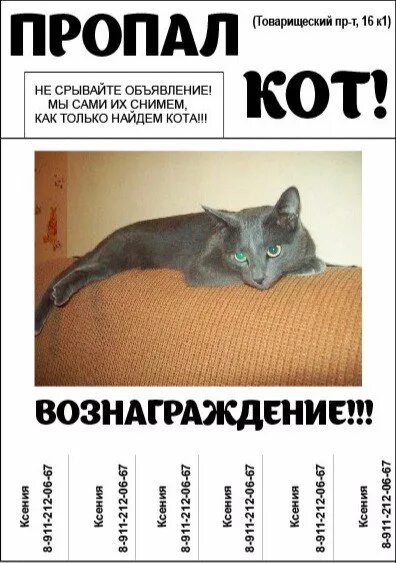 Объявление о пропаже образец. Объявление о пропаже кота. пропал котенок объявление.