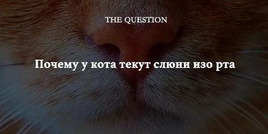 Почему у кошек текут слюни изо рта. Текут слюни у кота причины. что если у кота текут слюни изо рта. кот чихает слюни изо рта.
