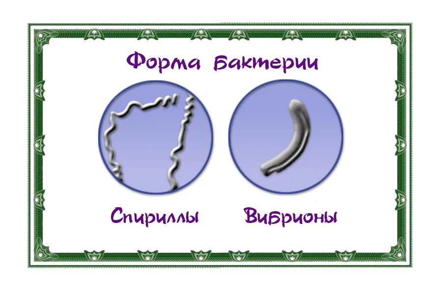 Бактерии по форме напоминающие запятую