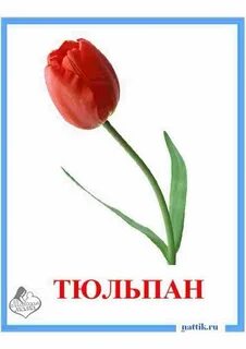 Слово тюльпаны большими буквами
