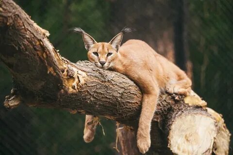 Rest like