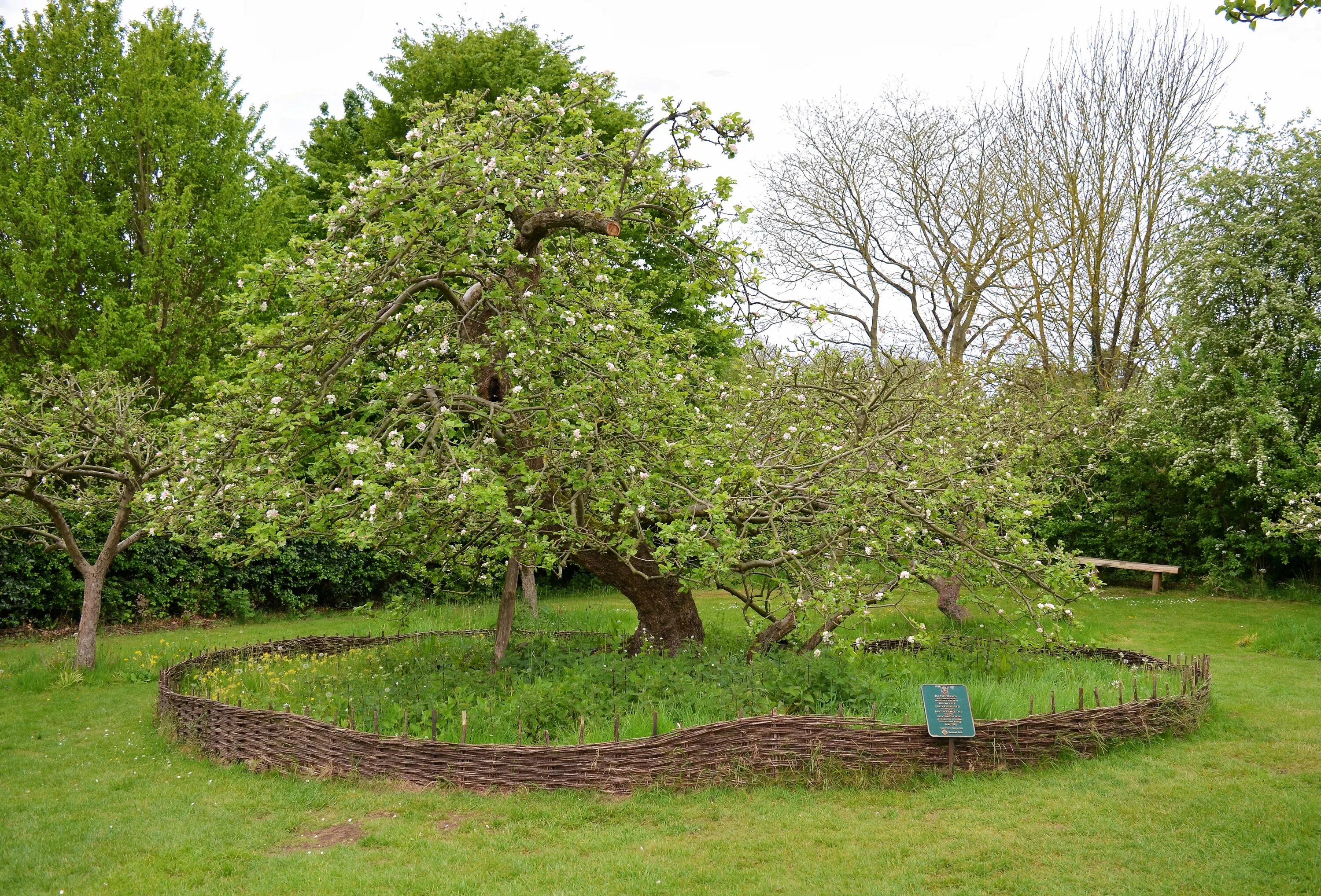 Как используют яблоню. Яблоня Ньютона. Яблони Ньютона». Кембридж, Ботанический сад. Дерево Ньютона в Кембридже.
