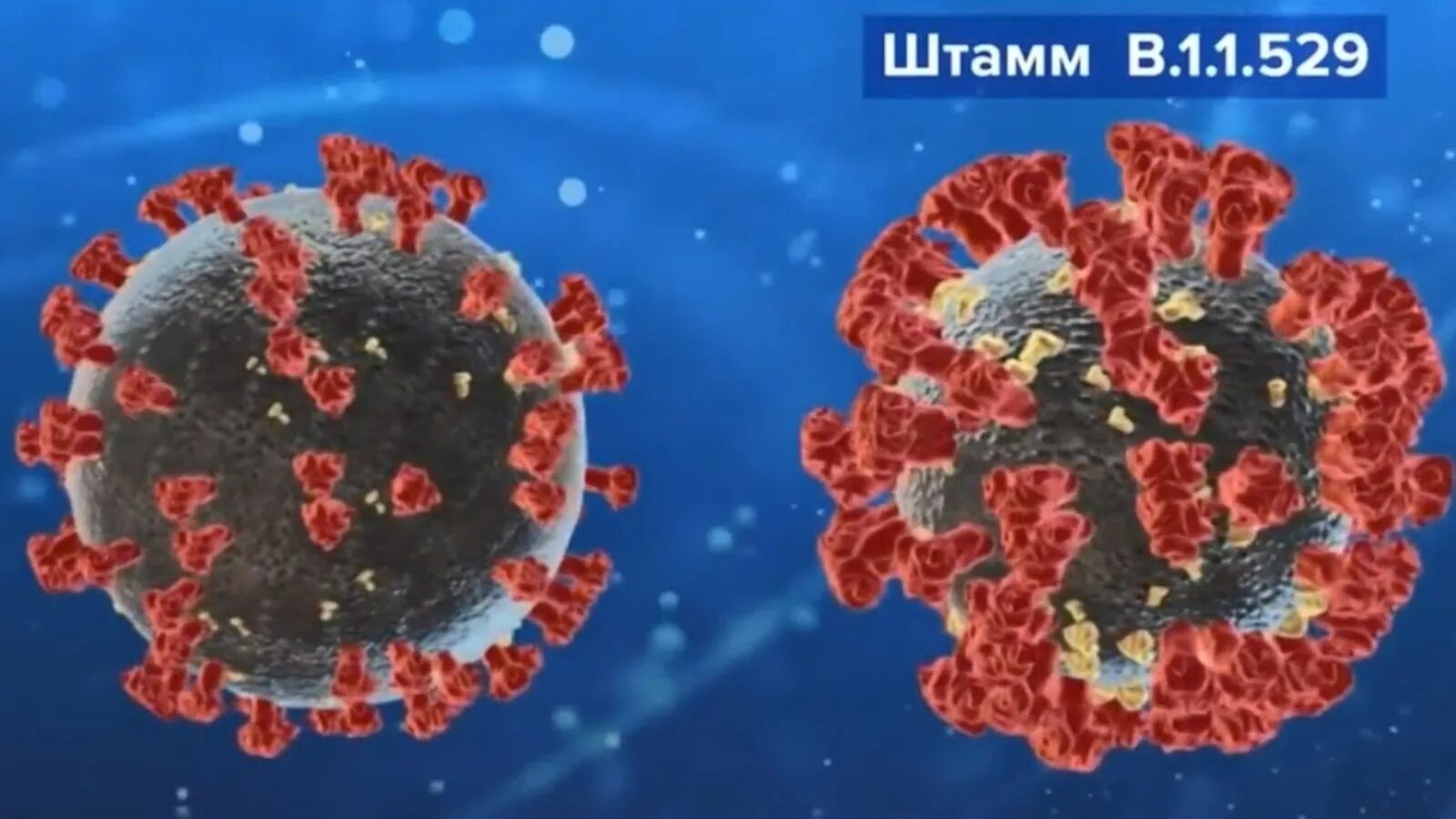Омикрон штамм коронавируса. Ковид коронавирус Омикрон. Новый штамп коронавируса. Омикрон штамм коронавируса россия
