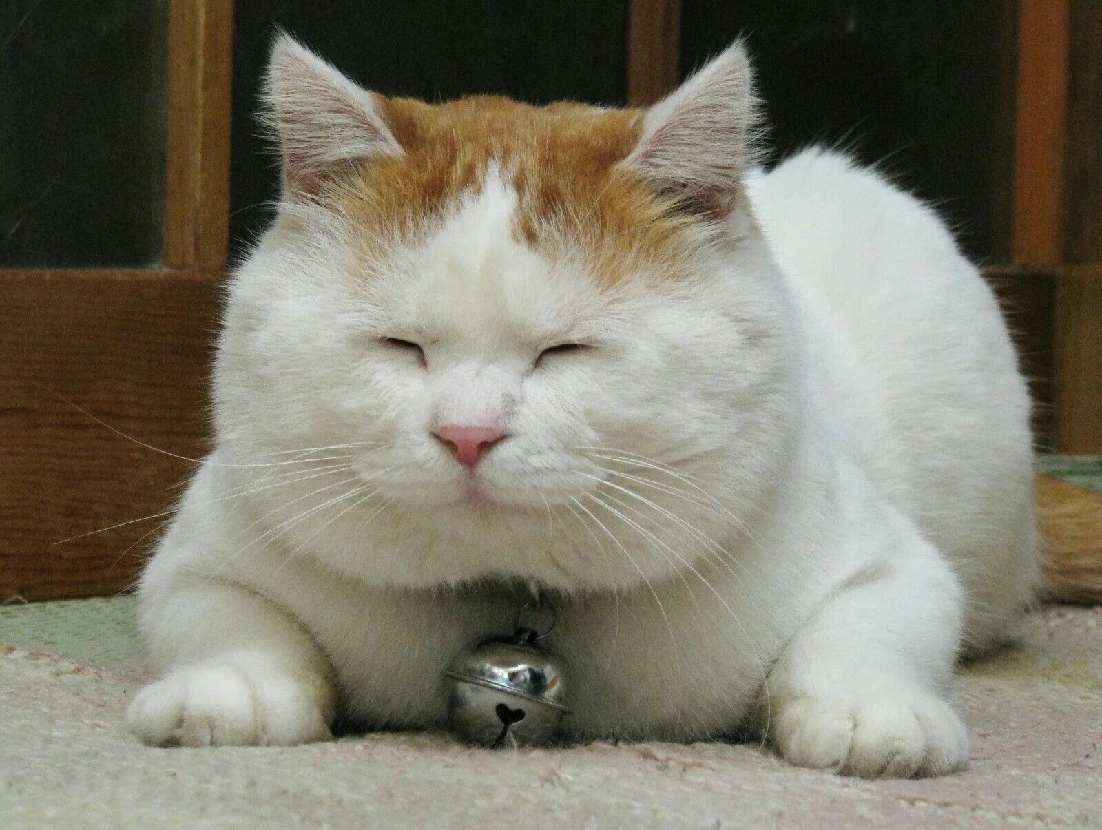 Пузла фонтан. Пузла республика коми. Пузлый. Пузлый. Пузлый.