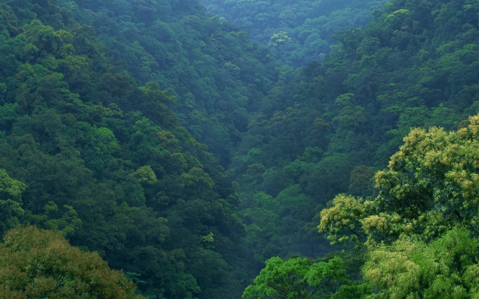 Вечнозеленая страна. Широколиственные леса Южной Кореи. Широколиственный лес Японии. Широколиственные леса в Китае. Широколиственные леса Северной Кореи.