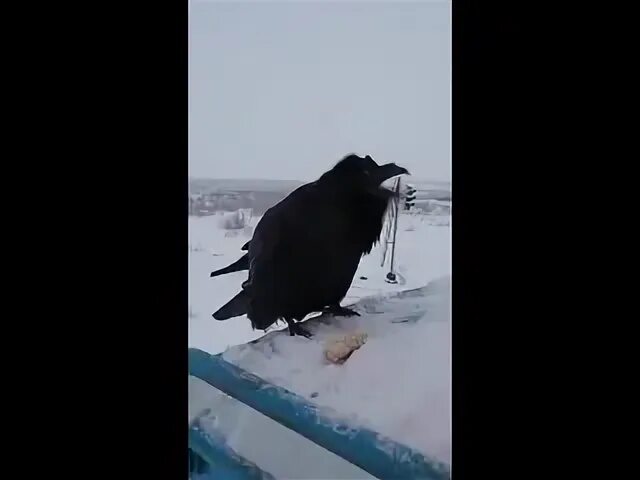 Ворон поет песни