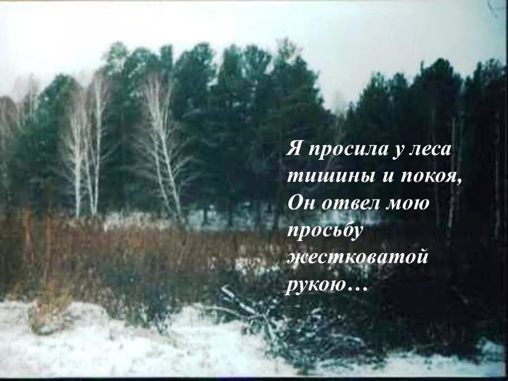 Стихи про леса. Лес тишина цитаты. Моя тишина стихи. Лес тишина стих. Брянский лес стихотворение.