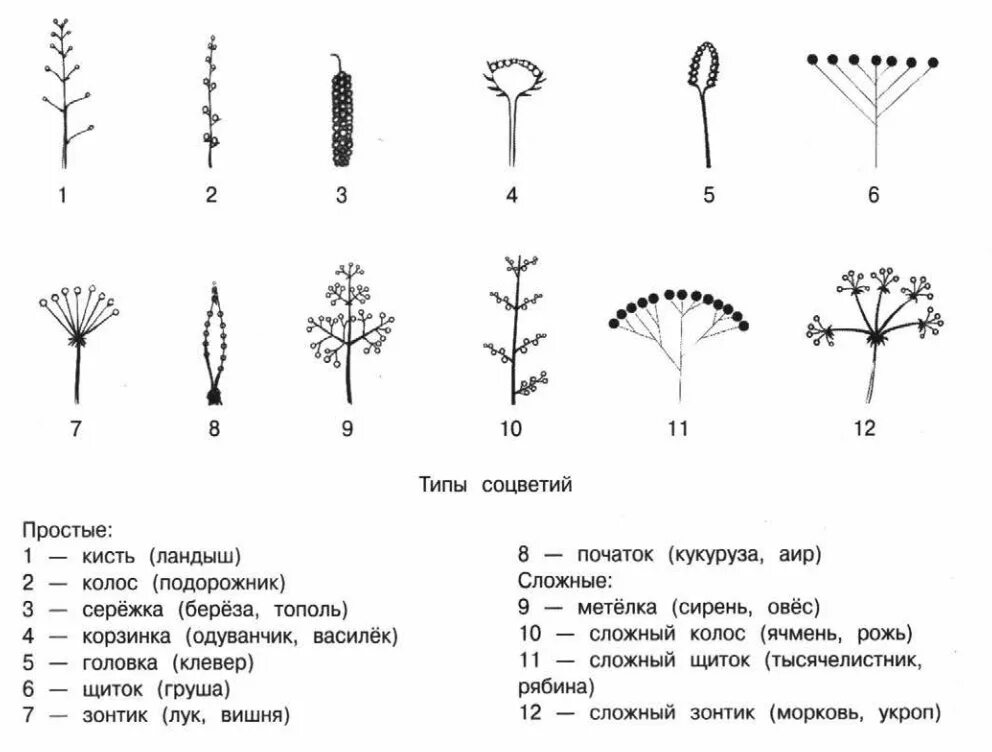 Соцветие кистевидная корзинка. Соцветия 6 класс биология. Соцветия сложный щиток биология 6 класс. Строение цветка соцветие 6 класс
