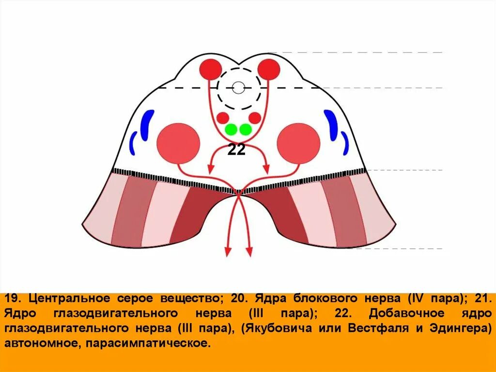 Ядро якубовича эдингера вестфаля. Ядро даркшевича и кахаля. Ядро даркшевича в среднем мозге. Вегетативное ядро глазодвигательного нерва. Ядро якубовича функции.