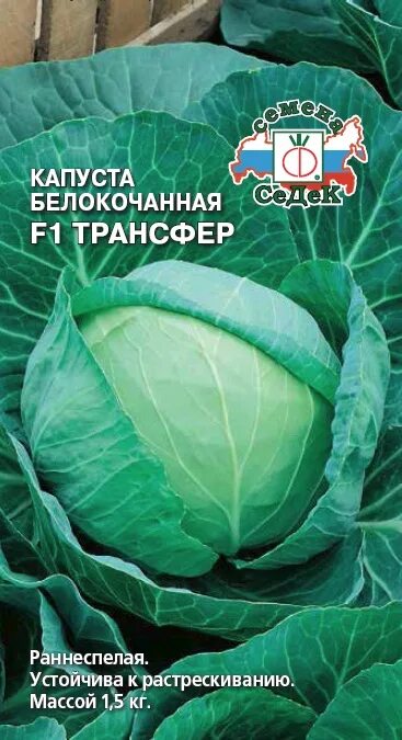 Капуста сорта трансфер. Капуста кухарка f1 б/к /седек/ 0,3 г. сорт капусты трансфер. капуста трансфер f1. капуста трансфер семена.